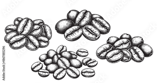 Coffee beans engraving illustration for coffee packaging and branding