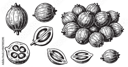 Coriander seeds botanical vintage engraving isolated on white background