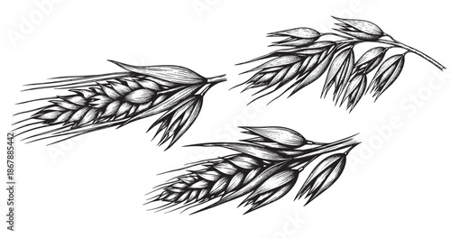 Oats grain botanical vintage engraving isolated on white background