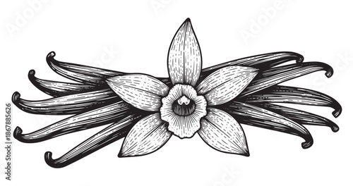 Vanilla pods botanical vintage engraving isolated on white background