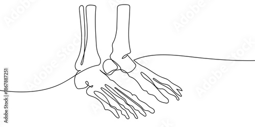 Continuous lines on a transparent background human foot bones. Medical illustration concept. in single line art illustration. Editable stroke.