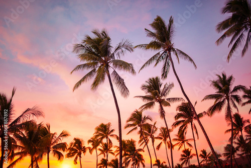Tropical palm tree with colorful sunset sky background.
