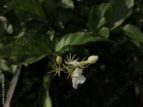 white flowers of a tree
