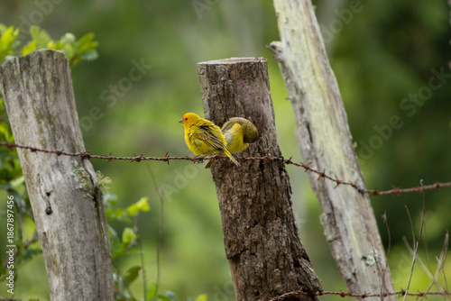 Bird
