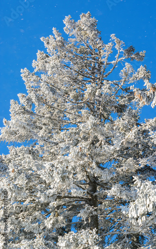 View of a spruce tree with snow-covered branches against a blue sky