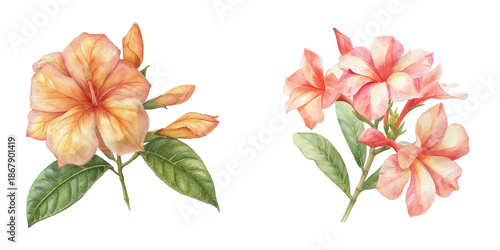 allamanda flower watercolor vector illustration