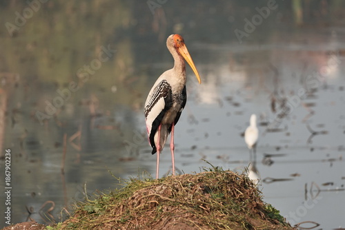 Painted Stork