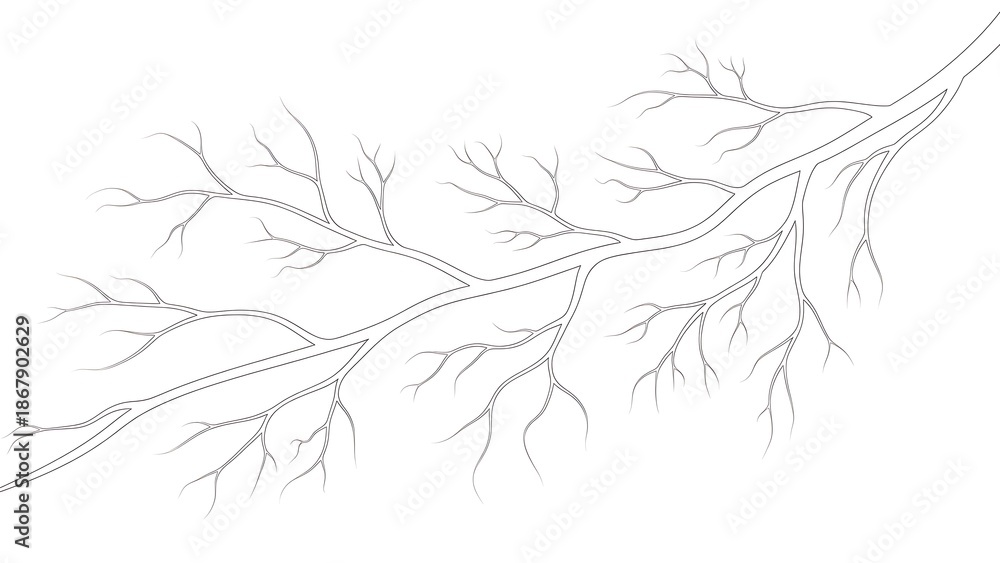 Fototapeta premium Branch vector illustration on white background copy space