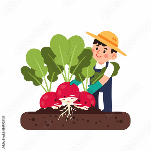 Farmer Harvesting Radishes from the Soil.