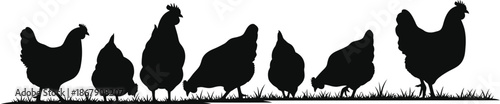 Black chicken silhouettes in a field with grass on transparent background