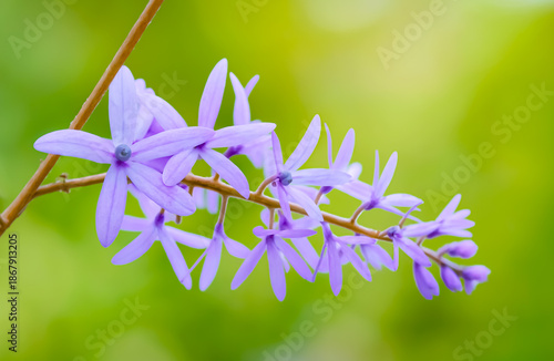 A slender stem adorned with star-shaped purple and lavender flowers contrasts beautifully against the soft green background.