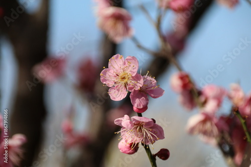梅（世田谷 羽根木公園にて）。道知辺。