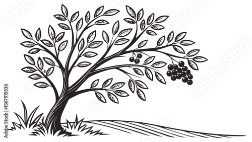 Minimalist Illustration of a Small Herbal Tree with Ripened Black Berries and Foliage, Vector Art