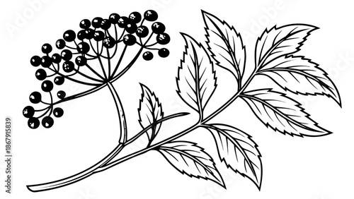 Small Herbal Tree Illustration with Black Berries and Green Leaves, Hand Drawn Vector Graphic