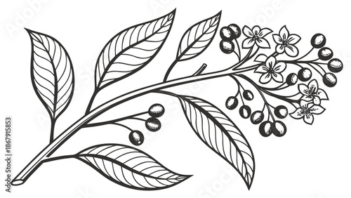 Decorative Spice Tree Vector with Clove Flower Buds and Round Black Berries, Herbal Art