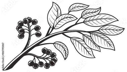 Cute Small Tree Design with Clove Buds and Round Black Berries, Hand Drawn Illustration