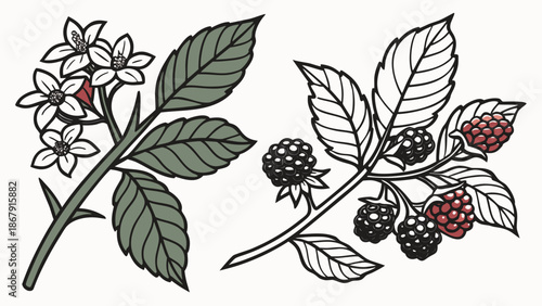 Botanical Sketch of a Small Spice Tree with Cloves and Black Berries, Vector Artwork