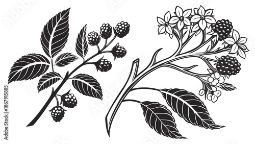 Hand Drawn Botanical Illustration of a Clove and Black Berry Tree, Vintage Style Vector