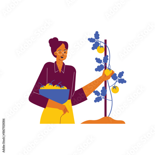 Woman Harvesting Ripe Grapes from Vine into Basket.