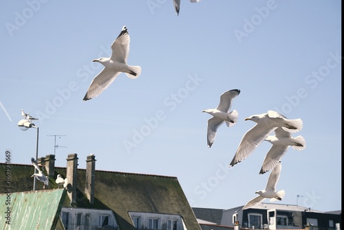 Vol de goélands .