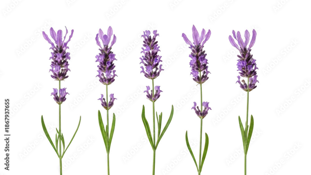 Obraz premium Lavender flowers isolated on transparent background