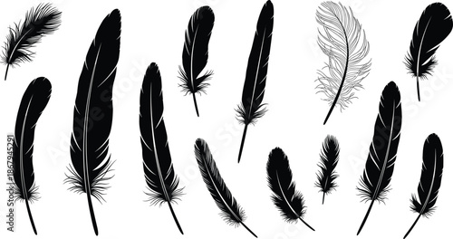 Set of realistic bird feather silhouettes and detailed line art illustrations isolated on white background for nature and wildlife design