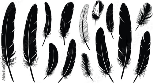 Diverse set of realistic bird feather silhouettes and detailed line art illustrations isolated on white background for nature and wildlife design