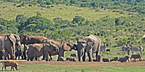 Close up of Elephants at a waterhole