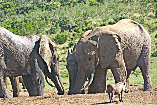 Close up of Elephants at a waterhole