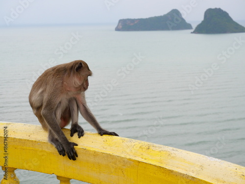 Golden hairy monkey sitting on yellow concrete wall with sea and island in background, Long-tailed or Crab-eating macaque at Khao chong krajok, Prachuap Khiri Khan, Thailand