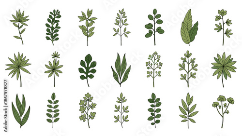A beautiful and diverse assortment of green leaves in various shapes and sizes, representing different plant species, arranged naturally on a plain white background.