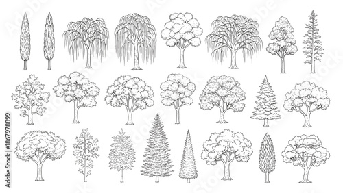 A comprehensive and varied collection of detailed outline trees, illustrating different species and forms from slender evergreens to broad deciduous trees, on a white background.