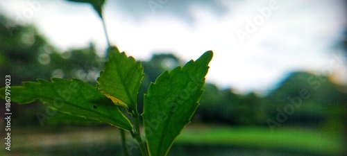 green leaves on a sunny day