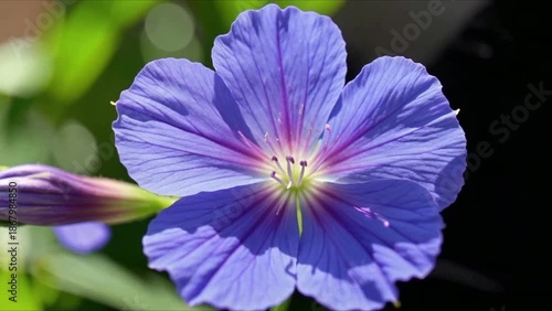 Close-up of a Vibrant Purple Geranium Flower with Detailed Petals and Bud violet