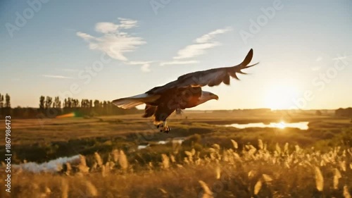 Majestic bald eagle soaring through the golden light of the early morning over a serene wetland landscape