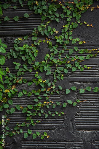 Green ivy wall background, lush foliage texture, natural leaves pattern, eco nature concept