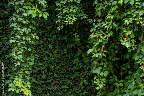 Green climbing plant on dark wall, modern botanical background, urban nature contrast