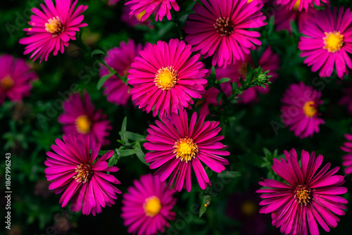In autumn, colorful chrysanthemums bloom beautifully in the garden, fully showcasing the beauty of nature