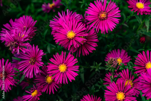 In autumn, colorful chrysanthemums bloom beautifully in the garden, fully showcasing the beauty of nature