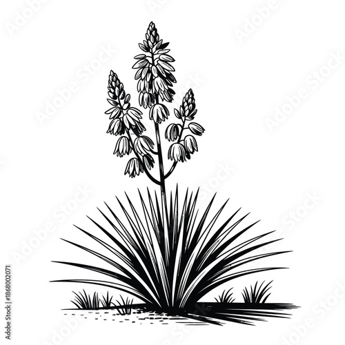 Black and white illustration of an agave plant with flower spike
