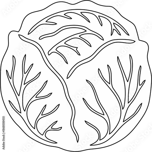 Detailed black and white cabbage illustration showing internal leaf structure and veins for educational or botanical use.