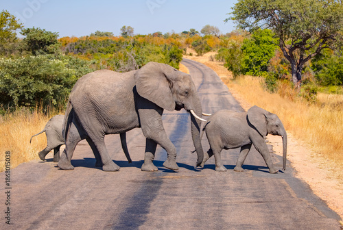 Two baby elephants cross the road, one in front of and one behind their mother - A herd of elephants crosses a paved road - Kruger National Park - South Africa.