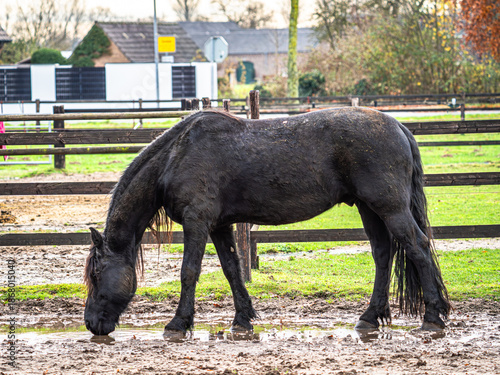 Ein intensives Porträt des schwarzen Pferdes vor einem Hintergrund aus glühend orangefarbenem Herbstlaub, gefolgt von einer Charakterstudie im Profil, die jede einzelne Strähne der wilden Mähne im küh
