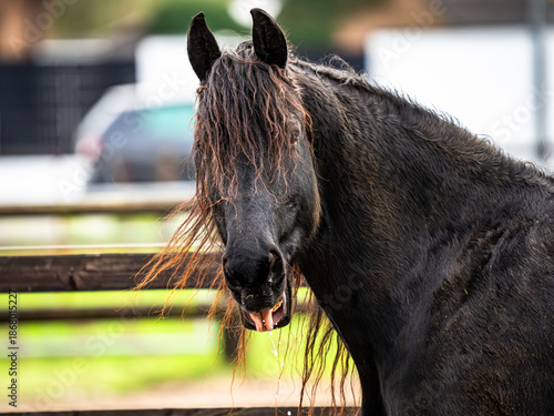 Ein intensives Porträt des schwarzen Pferdes vor einem Hintergrund aus glühend orangefarbenem Herbstlaub, gefolgt von einer Charakterstudie im Profil, die jede einzelne Strähne der wilden Mähne im küh