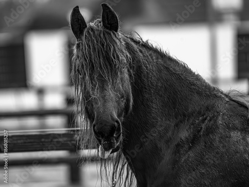 Ein intensives Porträt des schwarzen Pferdes vor einem Hintergrund aus glühend orangefarbenem Herbstlaub, gefolgt von einer Charakterstudie im Profil, die jede einzelne Strähne der wilden Mähne im küh