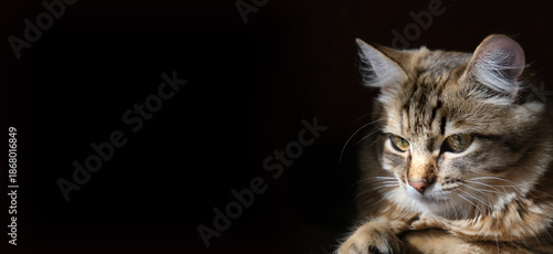 Εκτύπωση καμβά Close-up portrait of cute, furry cat, Portrait of tabby cat, pensive staring, resentful look, black background