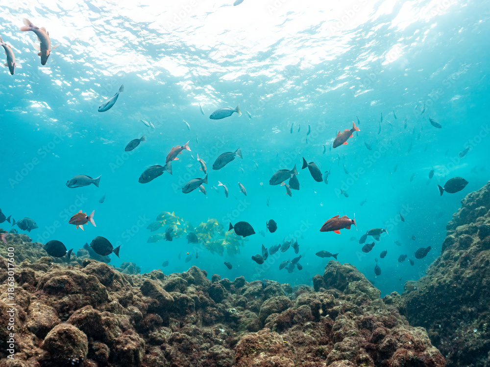 Fototapeta premium フエダイ、メジナ、イスズミ、ホウライヒメジ、チョウチョウウオ他群れ。 Blue-Spotted Sea Perch, Lutjanus stellatus, Largescale Blackfish, Girella punctata, 他。 ヒリゾ浜南伊豆町中木 静岡県伊豆半島-2025 日本有数のシュノーケリングスポット。 夏の数カ月間だけ渡し船で行ける。 水質透明度魚影が素晴らしい。