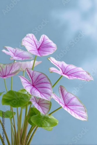 closeup of vibrant pink and green leaves on an alocasia plant