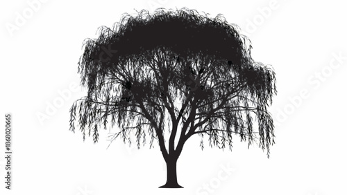 Dramatic black silhouette of a large weeping willow tree, showcasing its iconic drooping branches and dense foliage on a white background.