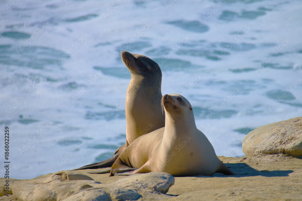 Fototapeta premium california-sea-lions-rock-california
